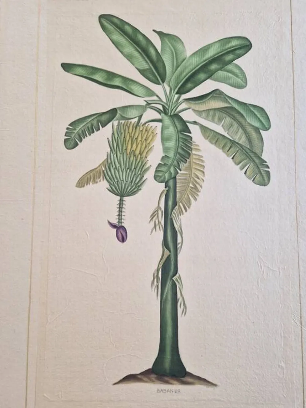 Dessin à l'aquarelle sur soie - Bananier - La Roche Laffitte (Né en 1943)