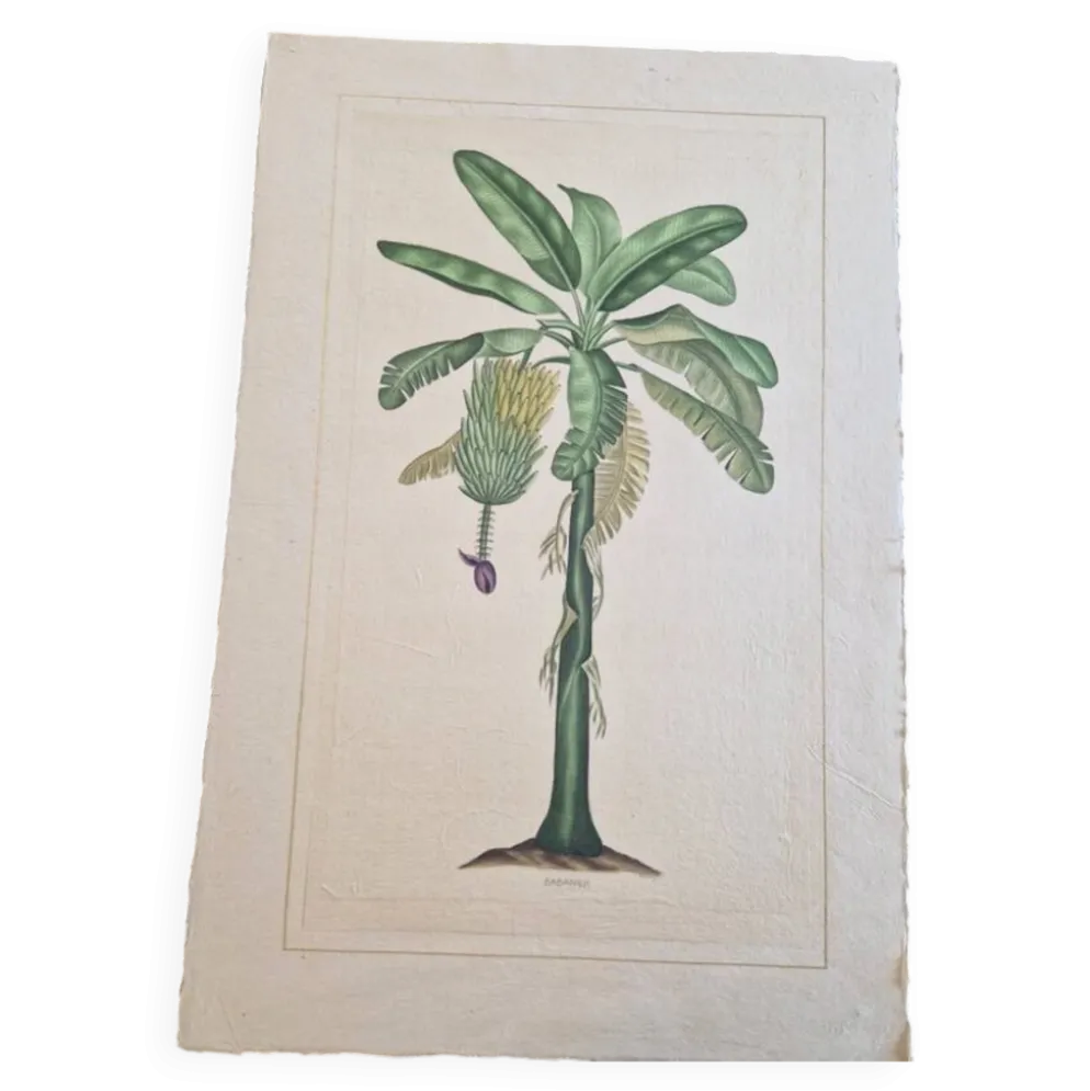 Dessin à l'aquarelle sur soie - Bananier - La Roche Laffitte (Né en 1943)