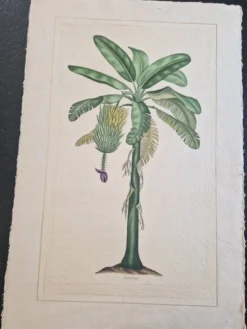 Dessin à l'aquarelle sur soie - Bananier - La Roche Laffitte (Né en 1943)