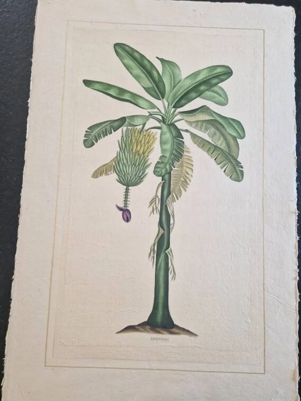 Dessin à l'aquarelle sur soie - Bananier - La Roche Laffitte (Né en 1943)