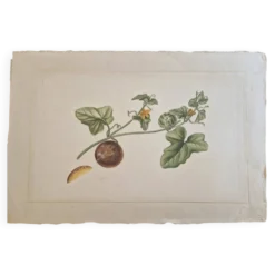 Dessin à l'aquarelle sur soie - Cucumis - La Roche Laffitte (Né en 1943)