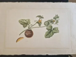 Dessin à l'aquarelle sur soie - Cucumis - La Roche Laffitte (Né en 1943)