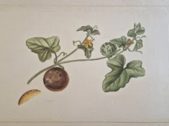 Dessin à l'aquarelle sur soie - Cucumis - La Roche Laffitte (Né en 1943)