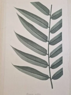 Dessin à l'aquarelle sur soie Danae Nodosa - La Roche Laffitte (Né en 1943)