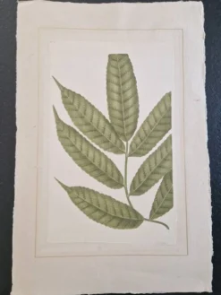 Dessin à l'aquarelle sur soie - Frêne - La Roche Laffitte (Né en 1943)