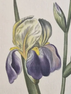 Dessin à l'aquarelle sur soie - Iris - La Roche Laffitte (Né en 1943)