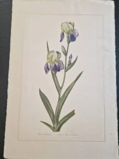 Dessin à l'aquarelle sur soie - Iris - La Roche Laffitte (Né en 1943)