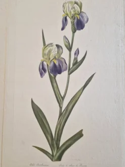 Dessin à l'aquarelle sur soie - Iris - La Roche Laffitte (Né en 1943)