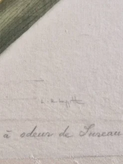 Dessin à l'aquarelle sur soie - Iris - La Roche Laffitte (Né en 1943)