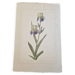 Dessin à l'aquarelle sur soie - Iris - La Roche Laffitte (Né en 1943)