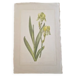 Dessin à l'aquarelle sur soie - Iris jaune - La Roche Laffitte (Né en 1943)