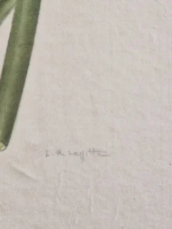 Dessin à l'aquarelle sur soie - Iris jaune - La Roche Laffitte (Né en 1943)