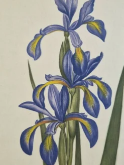 Dessin à l'aquarelle sur soie - Iris - La Roche Laffitte (Né en 1943)