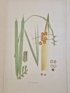 Dessin à l'aquarelle sur soie - Palmier - La Roche Laffitte (Né en 1943)