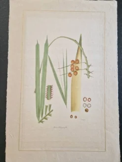 Dessin à l'aquarelle sur soie - Palmier - La Roche Laffitte (Né en 1943)