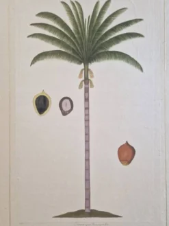 Dessin à l'aquarelle sur soie - Palmier - La Roche Laffitte (Né en 1943)