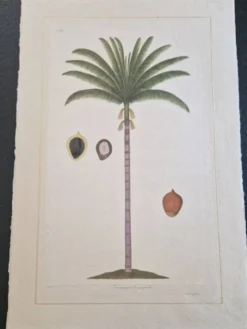 Dessin à l'aquarelle sur soie - Palmier - La Roche Laffitte (Né en 1943)
