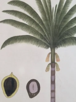 Dessin à l'aquarelle sur soie - Palmier - La Roche Laffitte (Né en 1943)