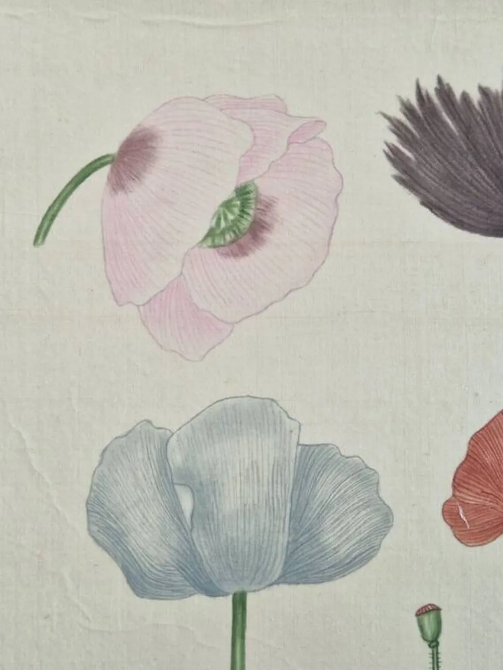 Dessin à l'aquarelle sur soie - Pavots - La Roche Laffitte (Né en 1943)