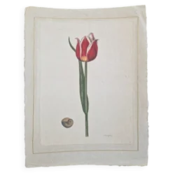 Dessin à l'aquarelle sur soie - Tulipe - La Roche Laffitte (Né en 1943)