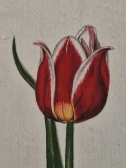 Dessin à l'aquarelle sur soie - Tulipe - La Roche Laffitte (Né en 1943)