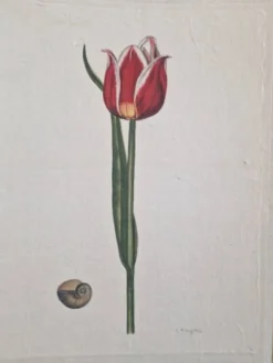 Dessin à l'aquarelle sur soie - Tulipe - La Roche Laffitte (Né en 1943)