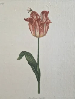 Dessin à l'aquarelle sur soie - Tulipe - La Roche Laffitte (Né en 1943)
