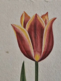 Dessin à l'aquarelle sur soie - Tulipe - La Roche Laffitte (Né en 1943)
