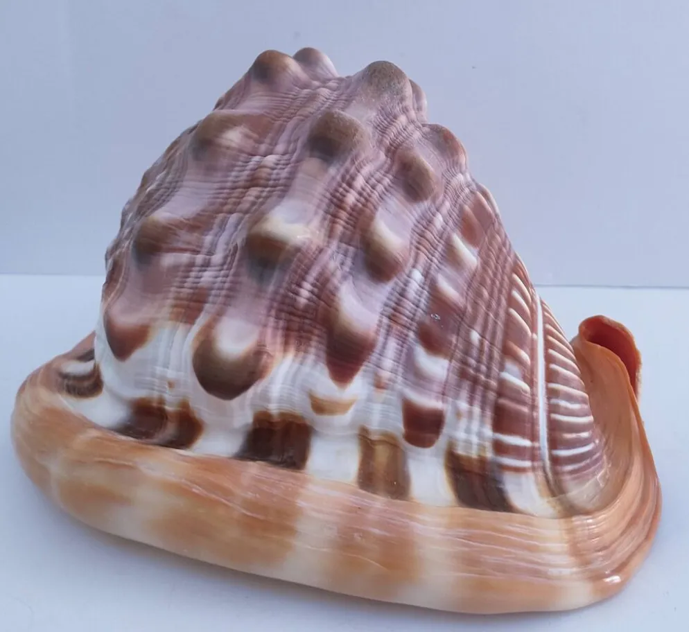 deux coquillages nacrés taille XL