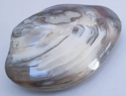 deux coquillages nacrés taille XL