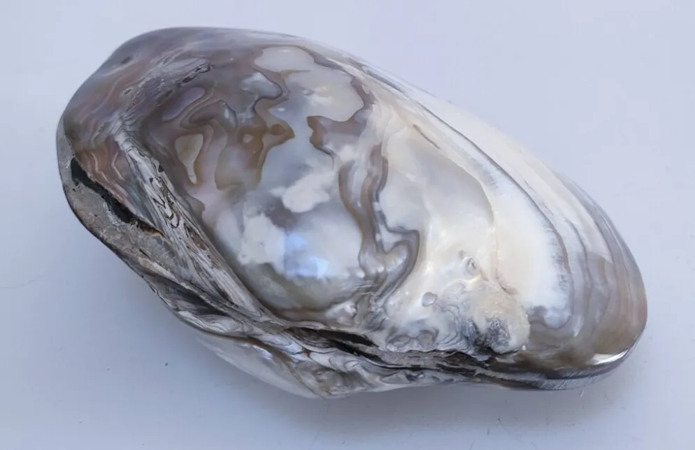 deux coquillages nacrés taille XL