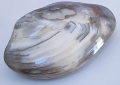 deux coquillages nacrés taille XL