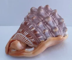 deux coquillages nacrés taille XL