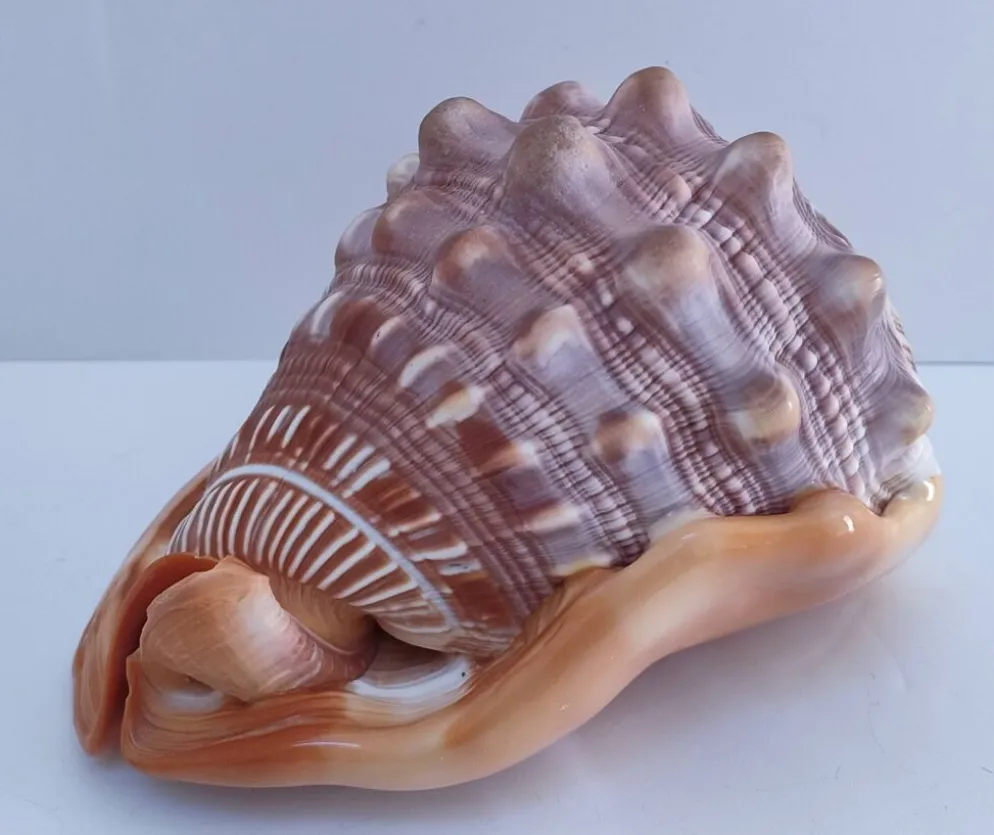 deux coquillages nacrés taille XL