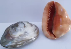 deux coquillages nacrés taille XL