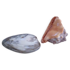 deux coquillages nacrés taille XL