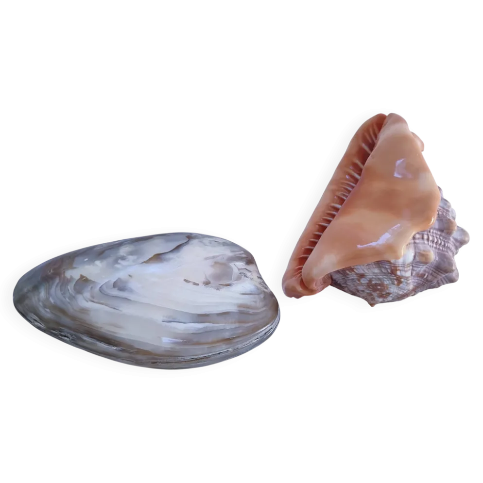 deux coquillages nacrés taille XL