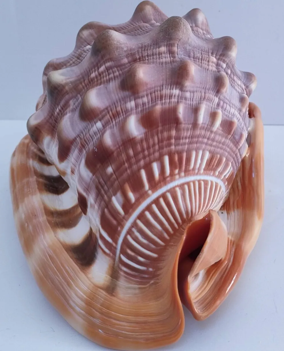 deux coquillages nacrés taille XL