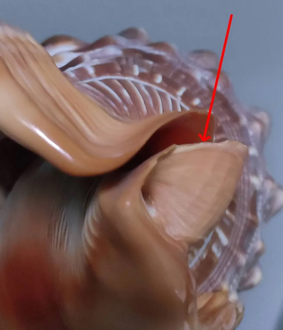 deux coquillages nacrés taille XL