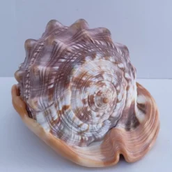 deux coquillages nacrés taille XL