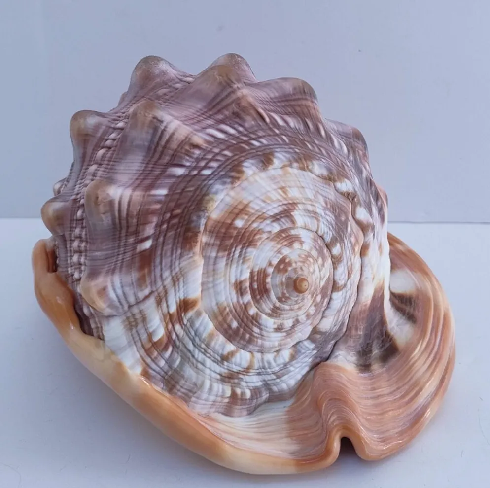 deux coquillages nacrés taille XL