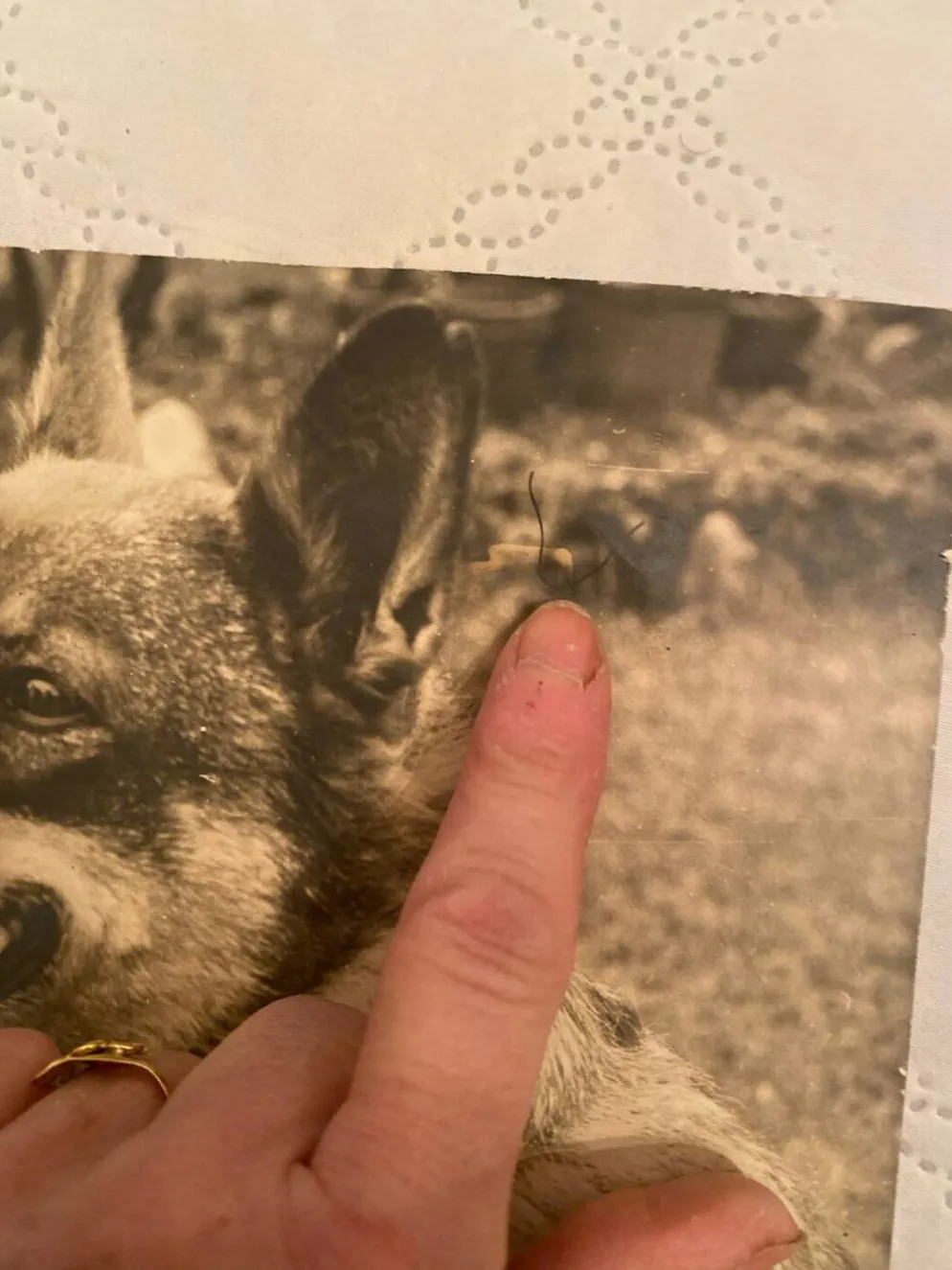 Duo de Photographies Vintage (Années 70/80) sur Panneaux – Chalutier "
