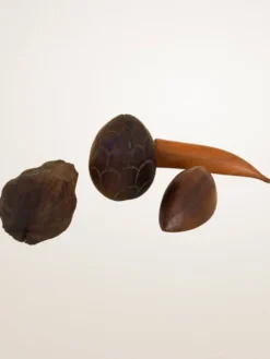 Ensemble de fruits décoratifs en bois sculpté