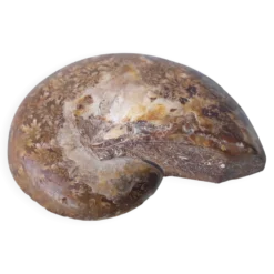 Fossile coquillage ammonite