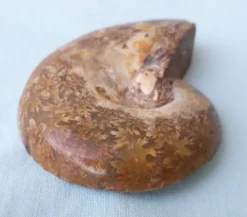Fossile coquillage ammonite