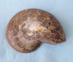 Fossile coquillage ammonite