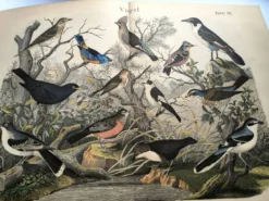 Grande gravure ancienne 1886 - Grives et oiseaux européens. lithographie,