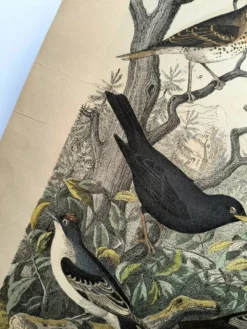Grande gravure ancienne 1886 - Grives et oiseaux européens. lithographie,