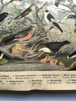 Grande gravure ancienne 1886 - Grives et oiseaux européens. lithographie,