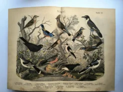 Grande gravure ancienne 1886 - Grives et oiseaux européens. lithographie,